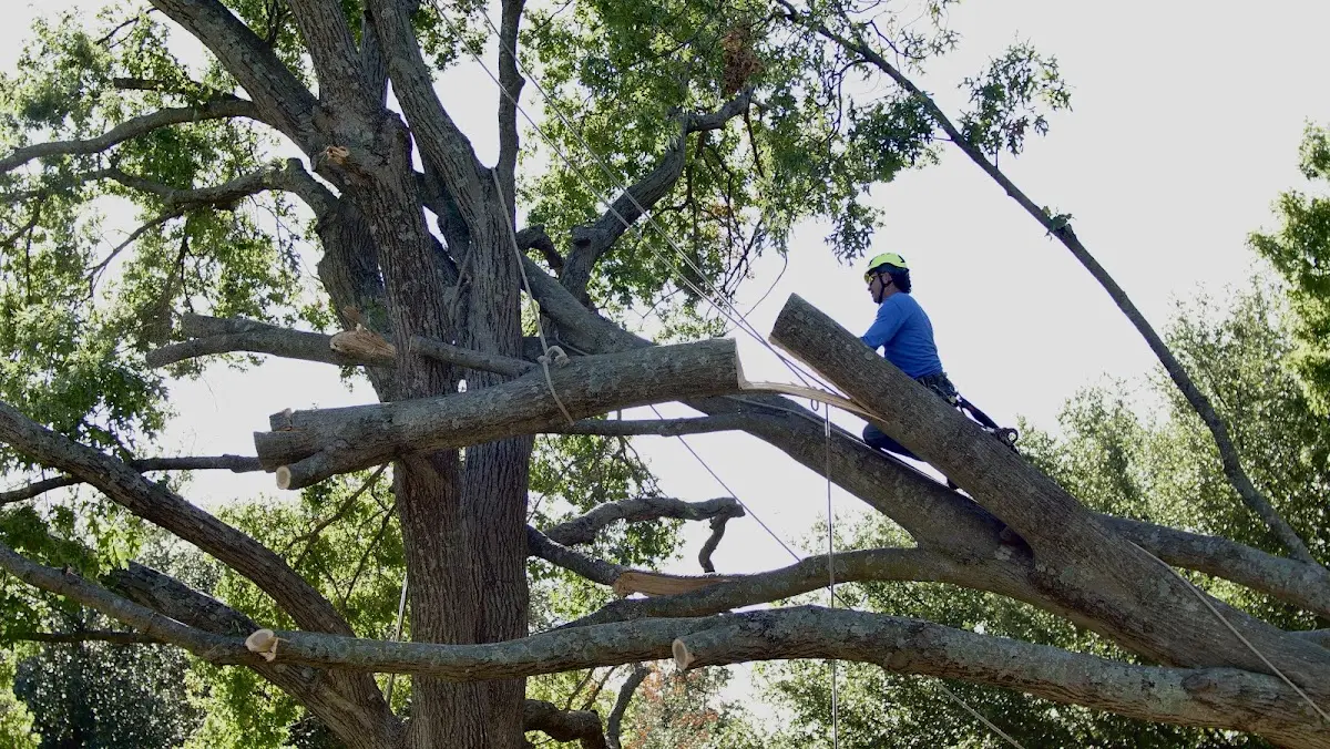 Professional Crown Thinning performed by certified arborists in Hartley