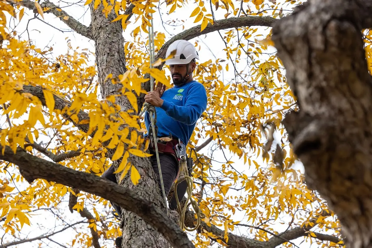 Skilled Tree Transplanting crew working in Hartley