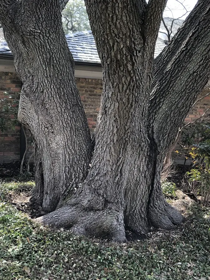 Mature heritage tree close to a Hartley property cared for by certified arborists